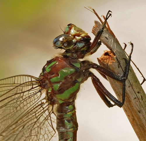 Male
2009_08_09_FL